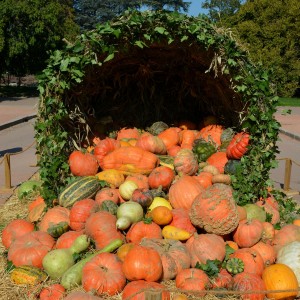 Pumpkin Patches in Orlando - staySky Suites I-Drive Orlando