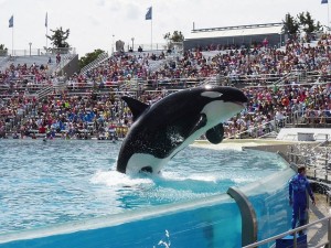 Sea World - March Events in Orlando